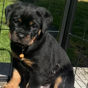 Max