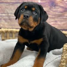 Bruno
