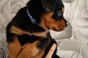 Bella